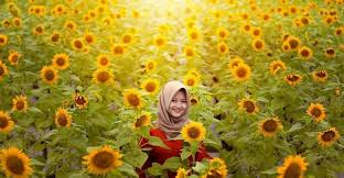 Kebun bunga matahari Desa Pojok Kediri